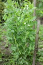 Green sweet pea plant on bed in the garden blooming during vegetation Royalty Free Stock Photo