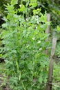 Green sweet pea plant on bed in the garden blooming during vegetation Royalty Free Stock Photo