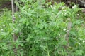 Green sweet pea plant on bed in the garden blooming during vegetation Royalty Free Stock Photo