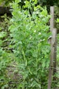 Green sweet pea plant on bed in the garden blooming during vegetation Royalty Free Stock Photo