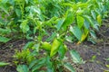 Green sweet pepper in the garden. Unripe peppers on the farm.. Organic concept. Selective focus. Ripening bell pepper in the Royalty Free Stock Photo