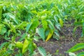 Green sweet pepper in the garden. Unripe peppers on the farm.. Organic concept. Selective focus. Ripening bell pepper in the Royalty Free Stock Photo