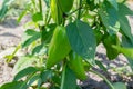 Green sweet pepper grows in the garden. Paprika. Eco harvest. Eco product