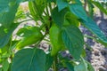 Green sweet pepper grows in the garden. Paprika. Eco harvest. Eco product Royalty Free Stock Photo