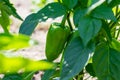 Green sweet pepper grows in the garden. Paprika. Eco harvest. Royalty Free Stock Photo