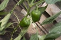 Green sweet pepper, grows in a greenhouse, in the country. Royalty Free Stock Photo