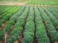 Green sweet potato plant. Leaf of vegetable. Royalty Free Stock Photo