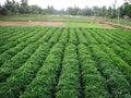 Green sweet potato plant. Leaf of vegetable. Royalty Free Stock Photo