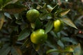 Green sweet tangerines tree. Citrus green branch background. Mandarin leaves.