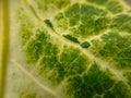 Green Swiss Chard Leaf texture with Yellow stalks suitable for background Royalty Free Stock Photo