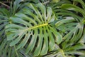 Green swiss cheese plant background