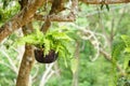 Green Sword Fern under tree Royalty Free Stock Photo