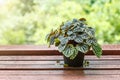 Green Sword Fern under tree Royalty Free Stock Photo