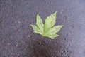 A green sycamore leaf lies on the wet asphalt. A tree leaf knocked off its branch by a nighttime downpour. Daytime. View from