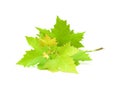 Green sycamore platanus leaf on white background Royalty Free Stock Photo