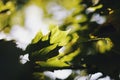 Sycamore tree leaves in sun rays Royalty Free Stock Photo