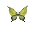 Green symmetrical butterfly. Illustration. Insect