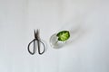 Green syngonium leaf in glass and black steel scissors