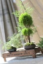 Green Tabletop Tree Plant Bonsai at Farmer`s Market in West Tennessee