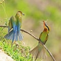 Green-tailed Bee-eater Royalty Free Stock Photo