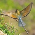 Green-tailed Bee-eater Royalty Free Stock Photo