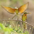 Green-tailed Bee-eater Royalty Free Stock Photo