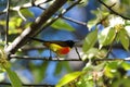 Green Tailed Sunbird