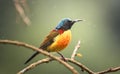 Green-tailed Sunbird enjoying rainfall Royalty Free Stock Photo