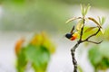 Green Tailed Sunbird