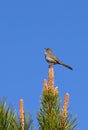 Green-Tailed Towhee Bird In Tree