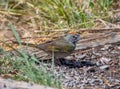 Green-tailed Towhee Getting a Drink from a New Mexico Desert Seep