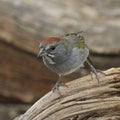 Green-tailed Towhee pipilo chlorurus