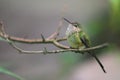 Green-tailed trainbearer