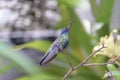 Green-tailed trainbearer, Lesbia nuna, a species of hummingbird in the family Trochilidae