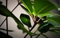 Green contrasted plant in white background