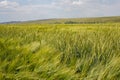 Green tall ears of wheat and rye bending in strong wind, rural landscape, horizontal photography