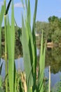 green tall grass grows near a beautiful lake Royalty Free Stock Photo