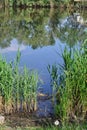 green tall grass grows near a beautiful lake Royalty Free Stock Photo