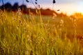 Green tall grass and sunset.