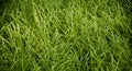 Green tall grasses around a sports field in India