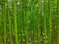 Green and tall Jute plants.