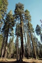 Green tall sequoia trees