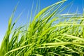 Green tallgrass Royalty Free Stock Photo