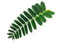 Green tamarind leaves on a white background Royalty Free Stock Photo