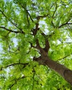 Green tamarine tree