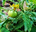 Green tamato on plant Royalty Free Stock Photo