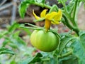 Green tamato on plant Royalty Free Stock Photo