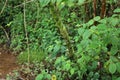 Green and tan shelf mushrooms growing on a mossy covered tree trunk in a rainforest in the Lihue-Koloa Forest Reserve Royalty Free Stock Photo