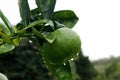 Green tangerine with water drops