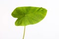 Green taro leaf Royalty Free Stock Photo